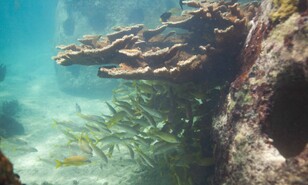 Estudio advierte sobre deterioro irreversible de ecosistemas marinos dominicanos al 2036