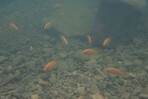 Alertan sobre expansión del pez "diablo rojo" en ríos y lagunas del país Alertan sobre expansión del pez "diablo rojo" en ríos y lagunas del país