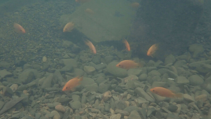 Alertan sobre expansión del pez "diablo rojo" en ríos y lagunas del país Alertan sobre expansión del pez "diablo rojo" en ríos y lagunas del país