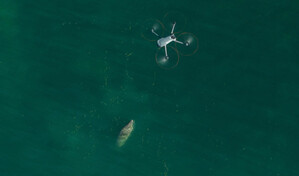 Drones permiten crear el primer catálogo nacional para identificar a los manatíes de RD