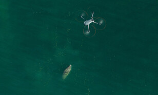 Drones permiten crear el primer cat&aacute;logo nacional para identificar a los manat&iacute;es de RD