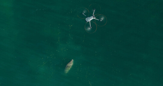 Drones permiten crear el primer cat&aacute;logo nacional para identificar a los manat&iacute;es de RD