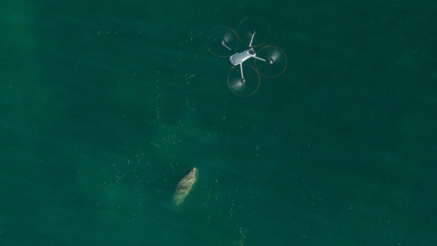 Drones permiten crear el primer catálogo nacional para identificar a los manatíes de RD Drones permiten crear el primer catálogo nacional para identificar a los manatíes de RD