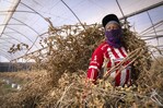 Fenómeno de El Niño podría afectar negativamente el empleo en Latinoamérica, advierte OIT Fenómeno de El Niño podría afectar negativamente el empleo en Latinoamérica, advierte OIT