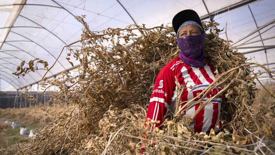 Fenómeno de El Niño podría afectar negativamente el empleo en Latinoamérica, advierte OIT Fenómeno de El Niño podría afectar negativamente el empleo en Latinoamérica, advierte OIT