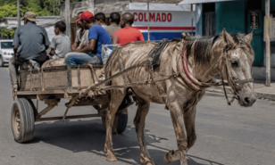 &iquest;Hasta cu&aacute;ndo normalizaremos el maltrato de los caballos en nuestras calles?