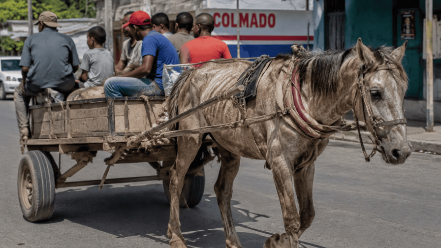 ¿Hasta cuándo normalizaremos el maltrato de los caballos en nuestras calles? ¿Hasta cuándo normalizaremos el maltrato de los caballos en nuestras calles?