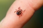 Confirman en Nueva York primer caso del virus Bourbon; rara enfermedad transmitida por garrapata