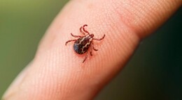 Confirman en Nueva York primer caso del virus Bourbon; rara enfermedad transmitida por garrapata