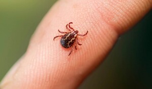 Confirman en Nueva York primer caso del virus Bourbon; rara enfermedad transmitida por garrapata