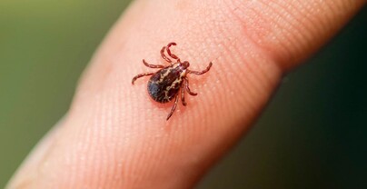 Confirman en Nueva York primer caso del virus Bourbon; rara enfermedad transmitida por garrapata