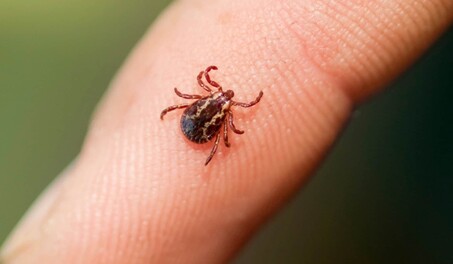 Confirman en Nueva York primer caso del virus Bourbon; rara enfermedad transmitida por garrapata