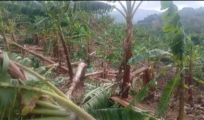 Ventarr&oacute;n causa da&ntilde;os en cultivos, viviendas y sistema el&eacute;ctrico en dos provincias del Cibao