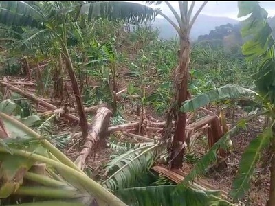 Ventarrón causa daños en cultivos y viviendas en el Cibao