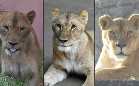 Tres leonas mueren en un zool&oacute;gico de Tokio por supuesto golpe de calor