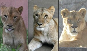 Tres leonas mueren en un zool&oacute;gico de Tokio por supuesto golpe de calor