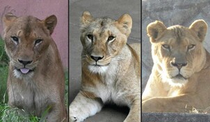 Tres leonas mueren en un zool&oacute;gico de Tokio por supuesto golpe de calor