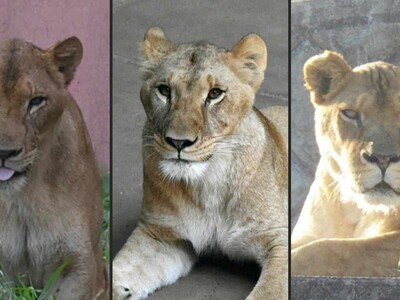 Mueren tres leonas en zoológico de Tokio por golpe de calor