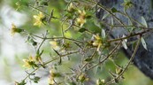 Plantas carn&iacute;voras: Darwin lo predijo hace 150 a&ntilde;os y la ciencia lo confirma