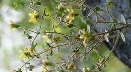 Plantas carn&iacute;voras: Darwin lo predijo hace 150 a&ntilde;os y la ciencia lo confirma