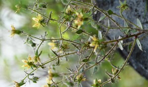 Plantas carn&iacute;voras: Darwin lo predijo hace 150 a&ntilde;os y la ciencia lo confirma