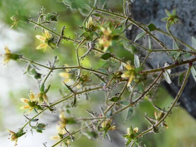 Saxifraga candelabrum carnívora confirma teoría de Darwin