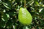 Estados Unidos suspende importaciones de mayor productor de aguacate de México Estados Unidos suspende importaciones de mayor productor de aguacate de México