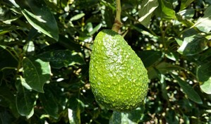 Estados Unidos suspende importaciones de mayor productor de aguacate de M&eacute;xico