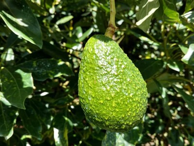 EE. UU. suspende importaciones de aguacate de México