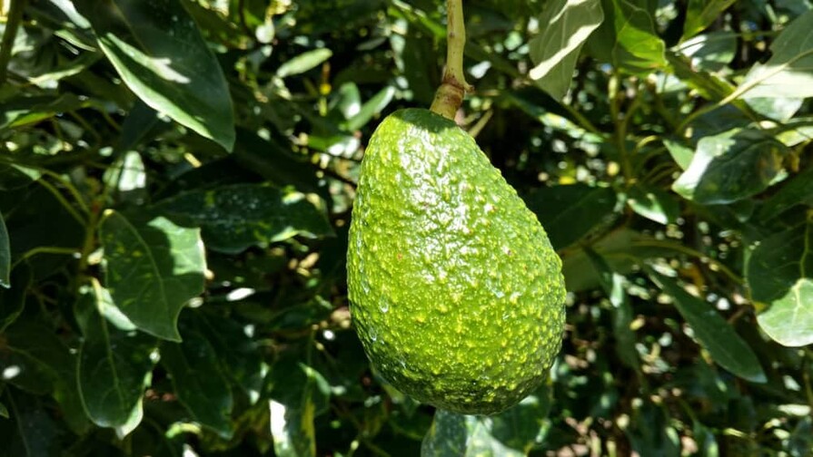Estados Unidos suspende importaciones de mayor productor de aguacate de M&eacute;xico