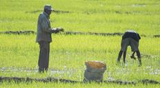 EE. UU. considera importante derogar decreto que salvaguarda la producci&oacute;n de arroz de RD