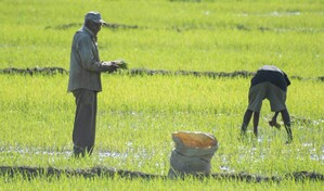 El campo dominicano ajusta sus cultivos a un clima cambiante