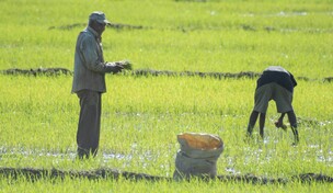 EE. UU. considera importante derogar decreto que salvaguarda la producci&oacute;n de arroz de RD