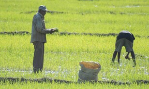 El campo dominicano ajusta sus cultivos a un clima cambiante
