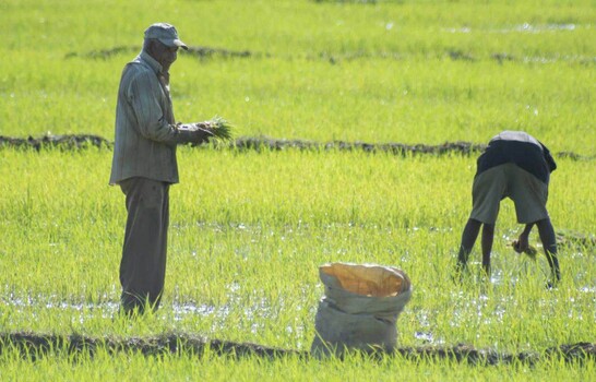 El campo dominicano ajusta sus cultivos a un clima cambiante
