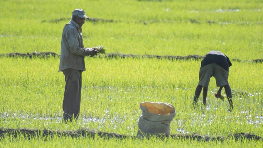 El campo dominicano ajusta sus cultivos a un clima cambiante El campo dominicano ajusta sus cultivos a un clima cambiante