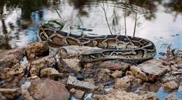 Florida reparte US$ 25,000 tras la caza de 280 pitones invasoras en su concurso anual Florida reparte US$ 25,000 tras la caza de 280 pitones invasoras en su concurso anual