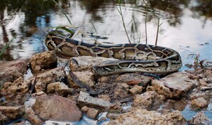 Florida reparte US$ 25,000 tras la caza de 280 pitones invasoras en su concurso anual