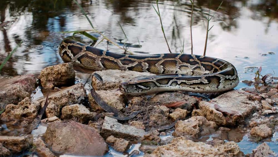 Florida reparte US$ 25,000 tras la caza de 280 pitones invasoras en su concurso anual