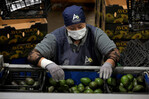 M&eacute;xico reforzar&aacute; seguridad tras suspensi&oacute;n de env&iacute;os de aguacate a EE.UU.