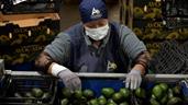M&eacute;xico reforzar&aacute; seguridad tras suspensi&oacute;n de env&iacute;os de aguacate a EE.UU.