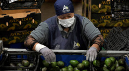 M&eacute;xico reforzar&aacute; seguridad tras suspensi&oacute;n de env&iacute;os de aguacate a EE.UU.