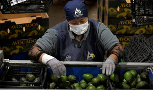 México reforzará seguridad tras suspensión de envíos de aguacate a EE.UU.