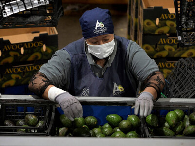 México reforzará seguridad tras suspensión envíos aguacate a EE. UU.