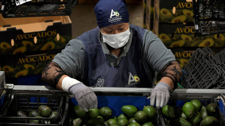 México reforzará seguridad tras suspensión de envíos de aguacate a EE.UU. México reforzará seguridad tras suspensión de envíos de aguacate a EE.UU.