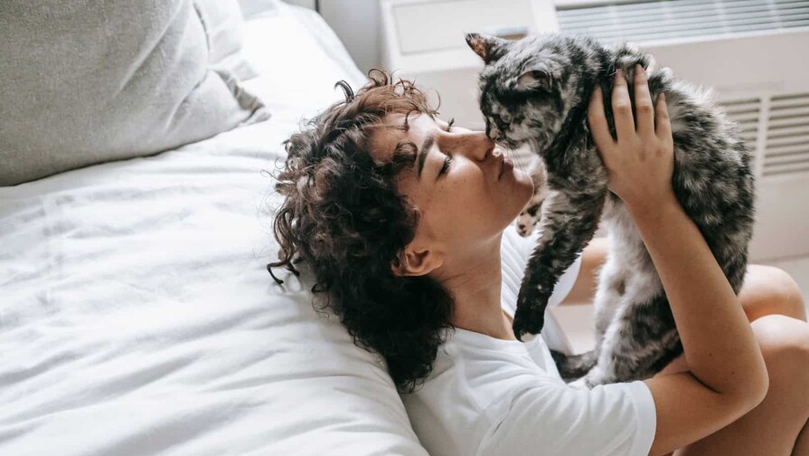 Por qué el 8 de agosto se celebra el Día Internacional del Gato Por qué el 8 de agosto se celebra el Día Internacional del Gato