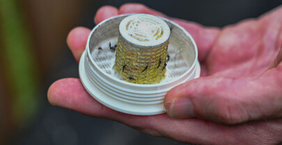 Una empresa en EE. UU. propone combatir los mosquitos con... 600,000 mosquitos