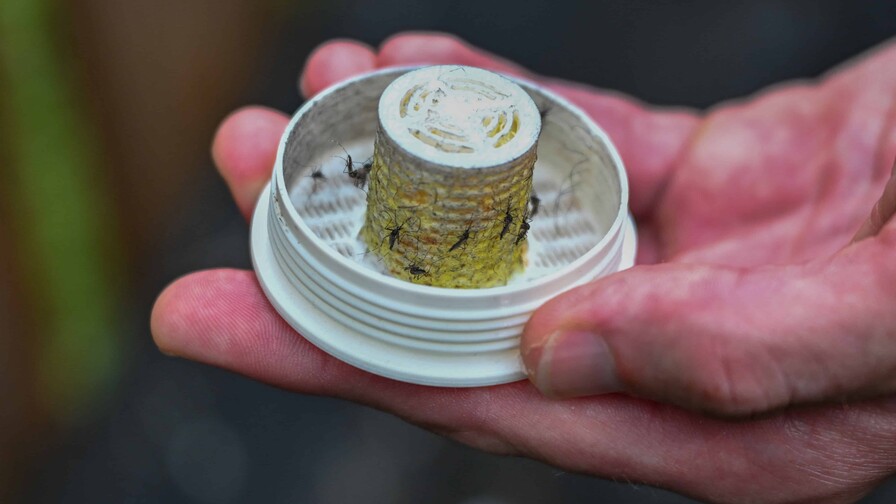 Una empresa en EE. UU. propone combatir los mosquitos con... 600,000 mosquitos