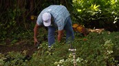 La Digecac anuncia su primer Festival de Plantas