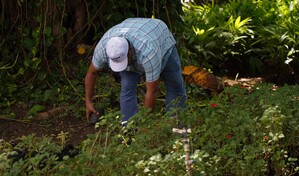 La Digecac anuncia su primer Festival de Plantas